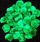 Xmas PomPom 20mm Green Pack of 100