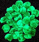 Xmas PomPom 20mm Green Pack of 100